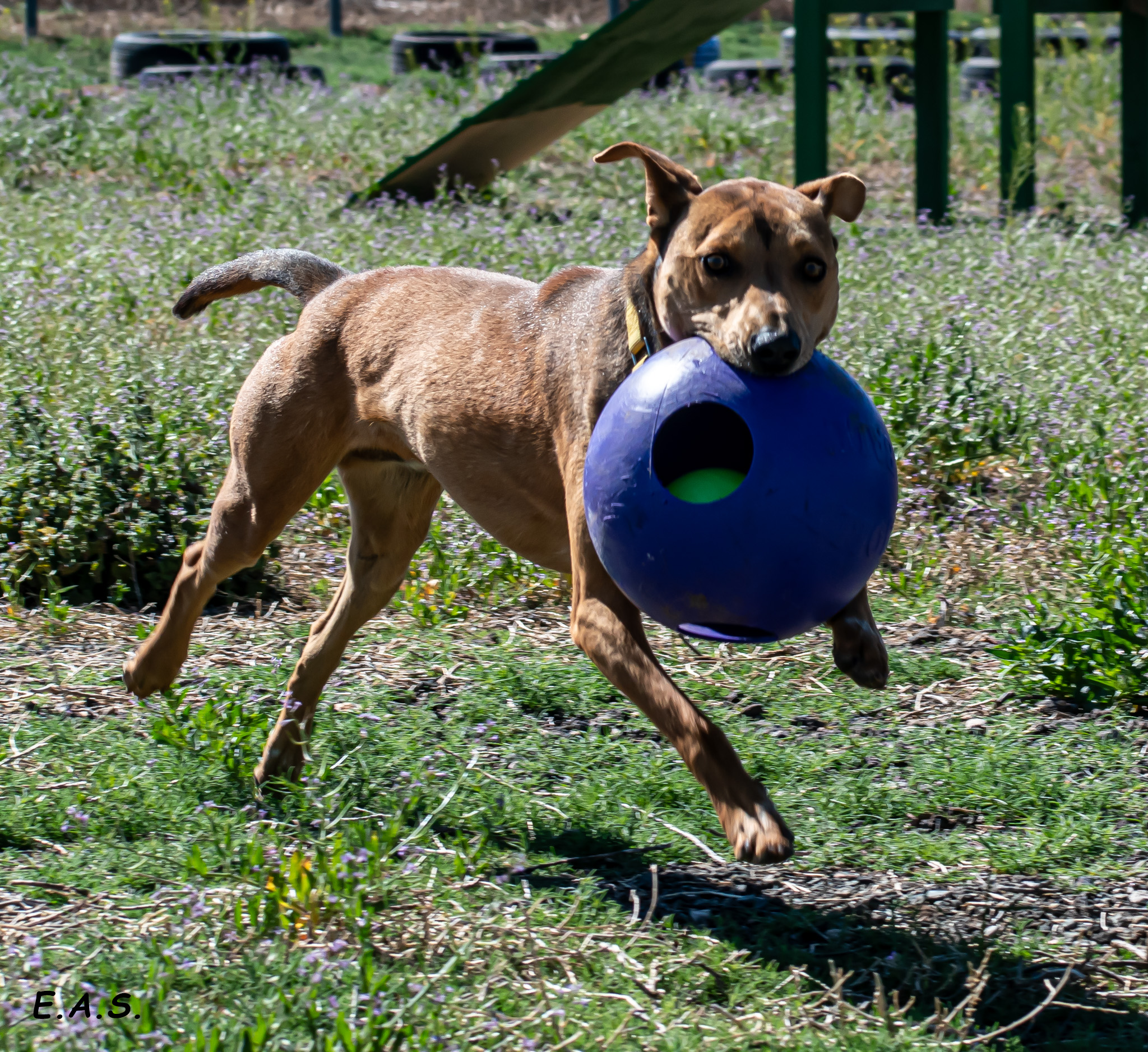 Enlarge Leo, a Adoptable Mixed Breed in Mayer, AZ image 3/4