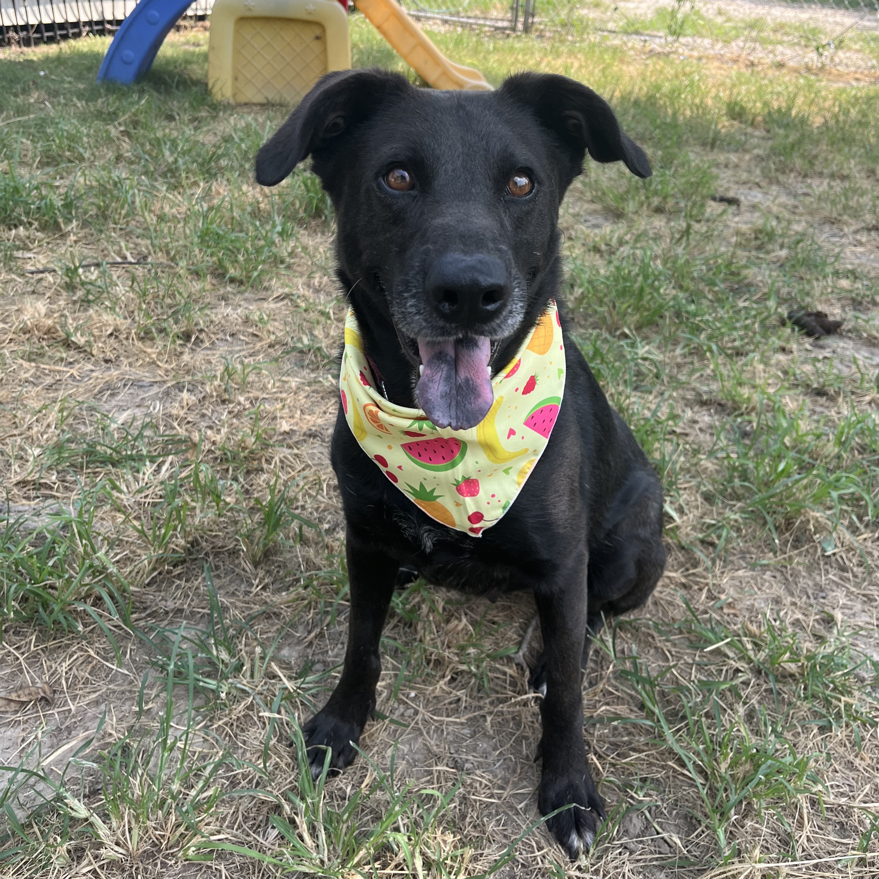Dog for adoption Salsa*, a Labrador Retriever Mix in Greenville, SC