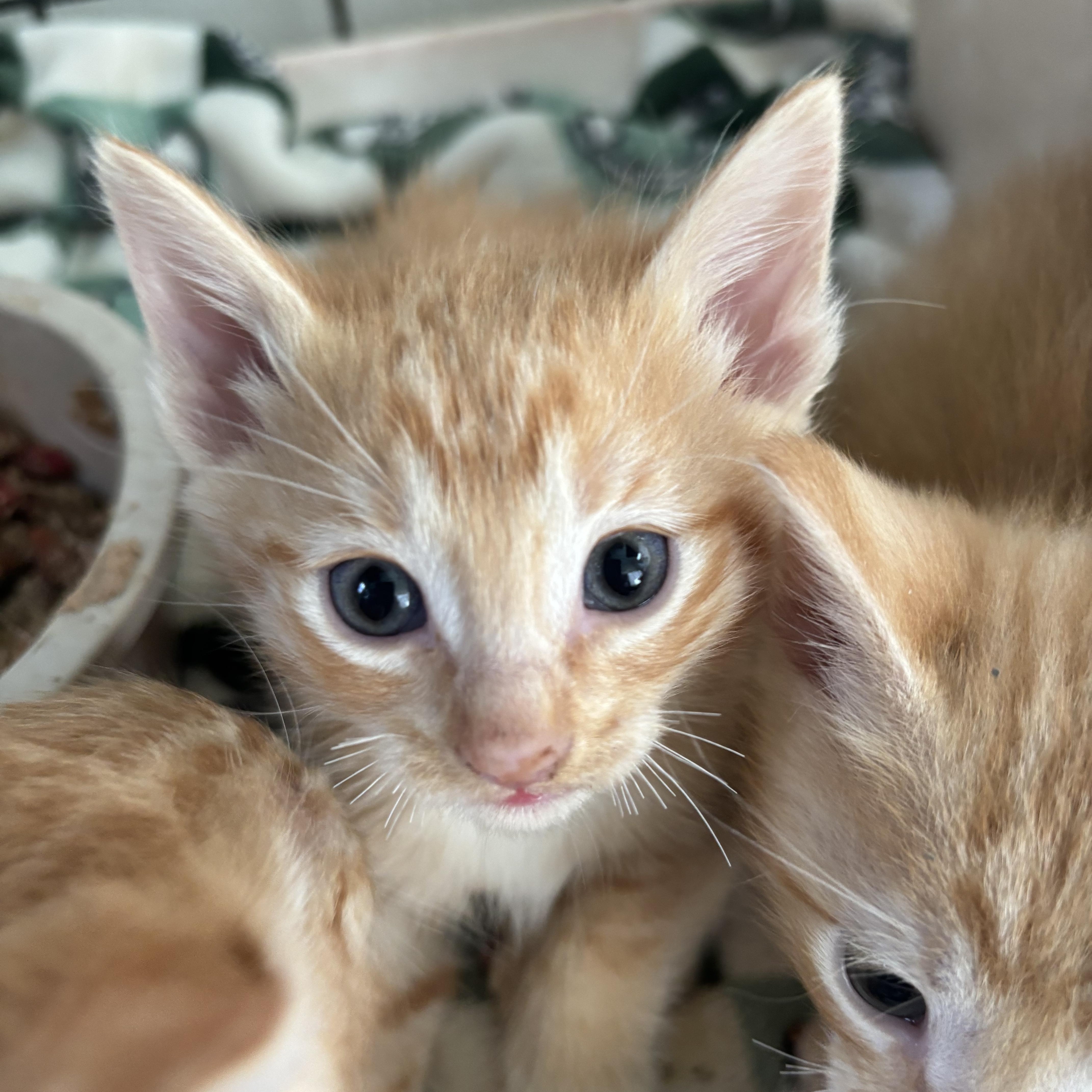 Enlarge Izzy, a ADOPTABLE Domestic Short Hair in Deming, NM image 1/1