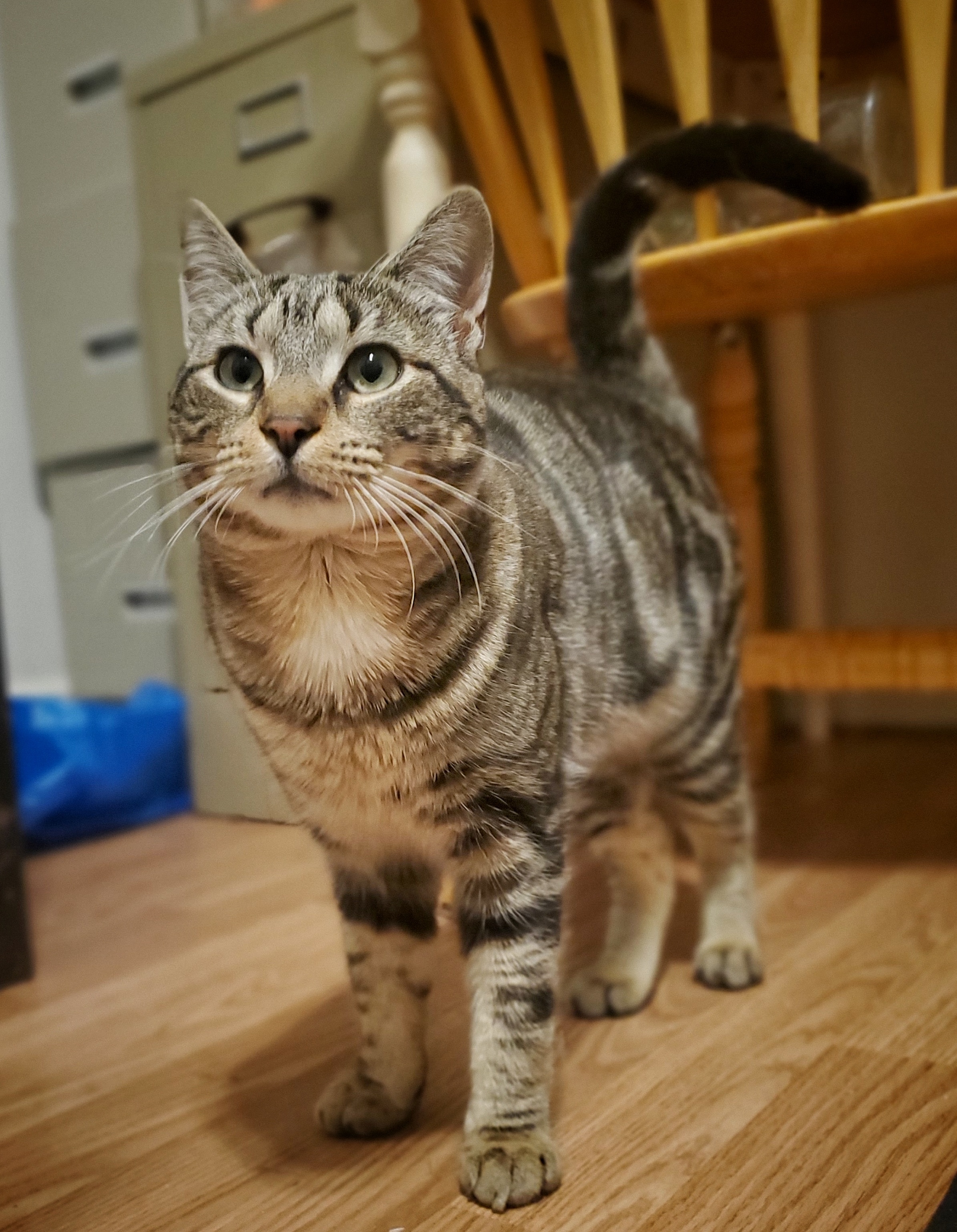 Pumpernickel , Adopted, Young Male Domestic Short Hair.