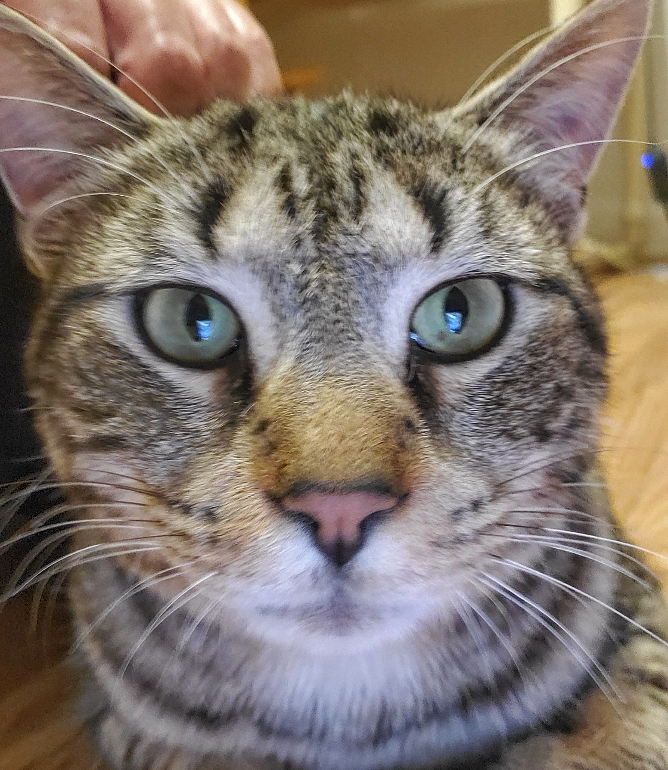 Pumpernickel , a Adopted Domestic Short Hair in Tabor City, NC image 2/8