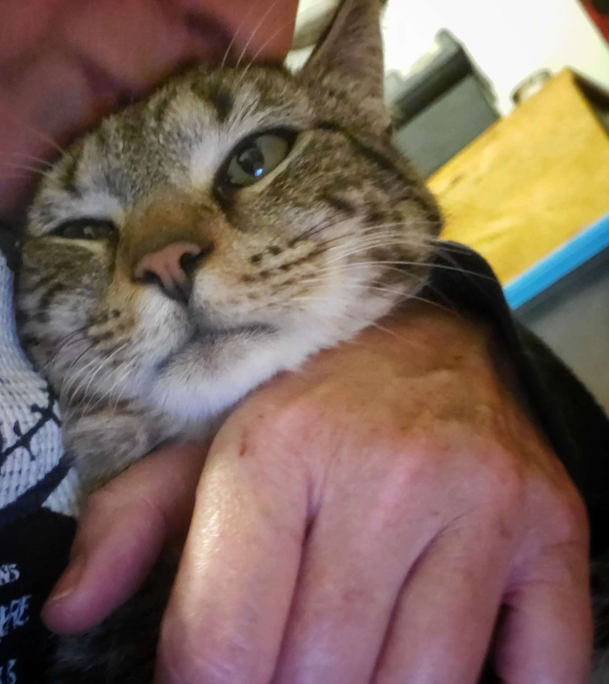 Pumpernickel , a Adopted Domestic Short Hair in Tabor City, NC image 3/8