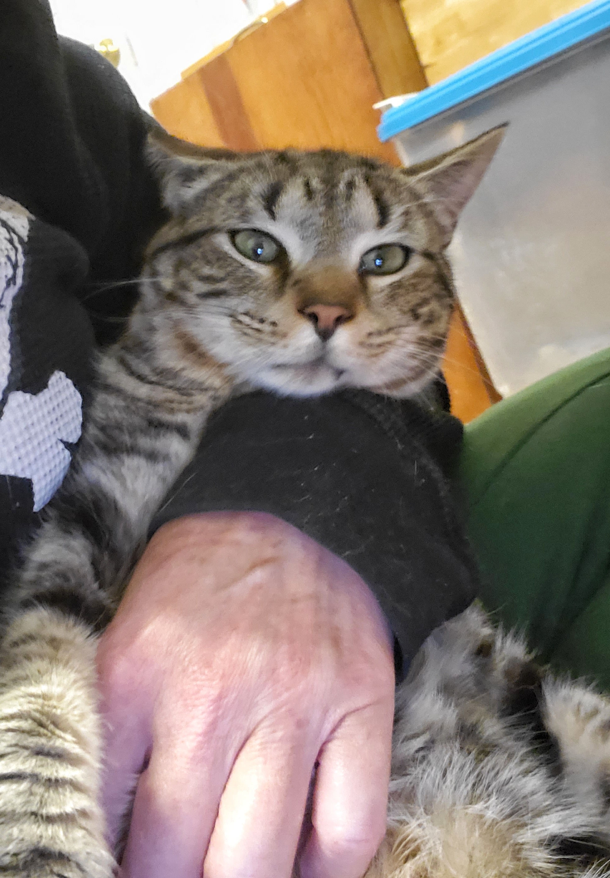 Pumpernickel , a Adopted Domestic Short Hair in Tabor City, NC image 4/8