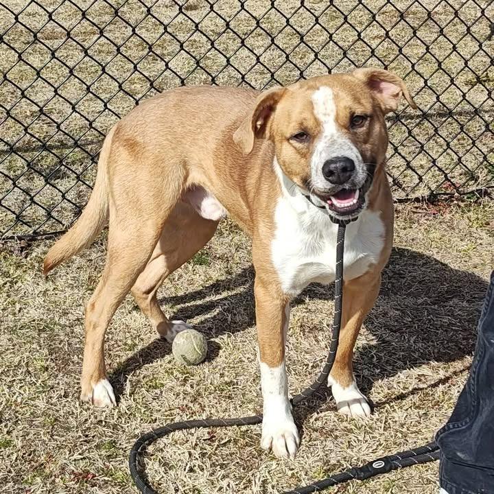 Archie, Adoptable, Adult Male Pit Bull Terrier.