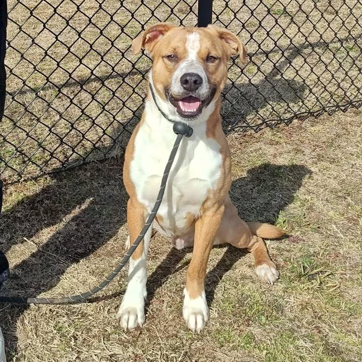 Archie, a Adoptable Pit Bull Terrier in Springdale, AR image 2/6