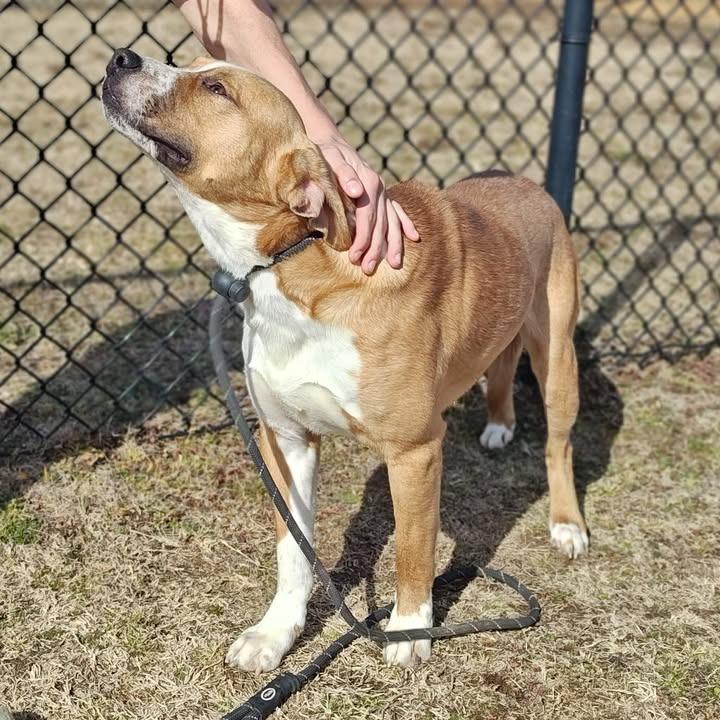 Archie, a Adoptable Pit Bull Terrier in Springdale, AR image 3/6