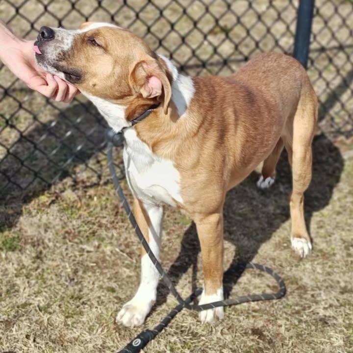 Archie, a Adoptable Pit Bull Terrier in Springdale, AR image 6/6