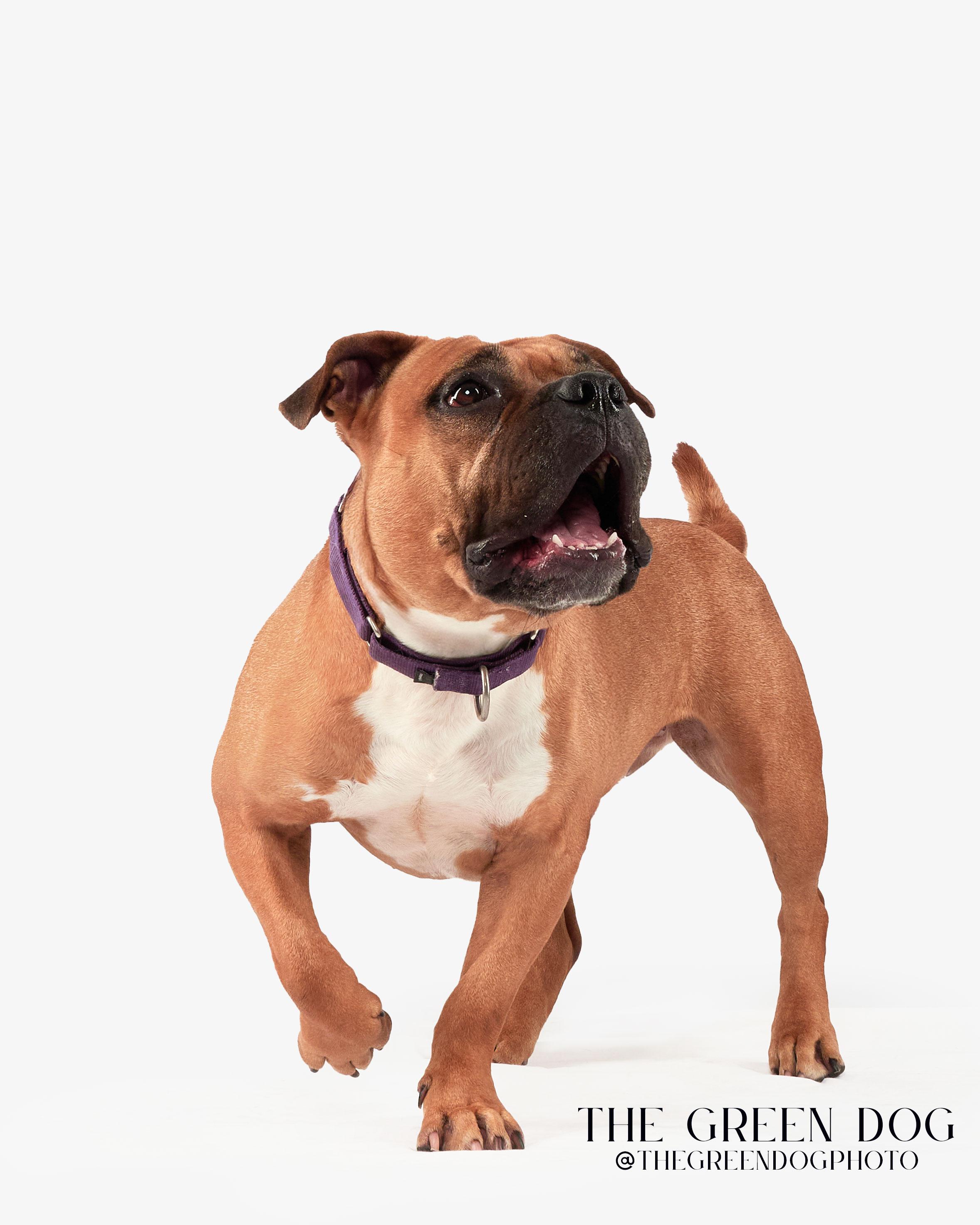 Mel, an adoptable mixed breed in Teterboro, NJ image 2/6