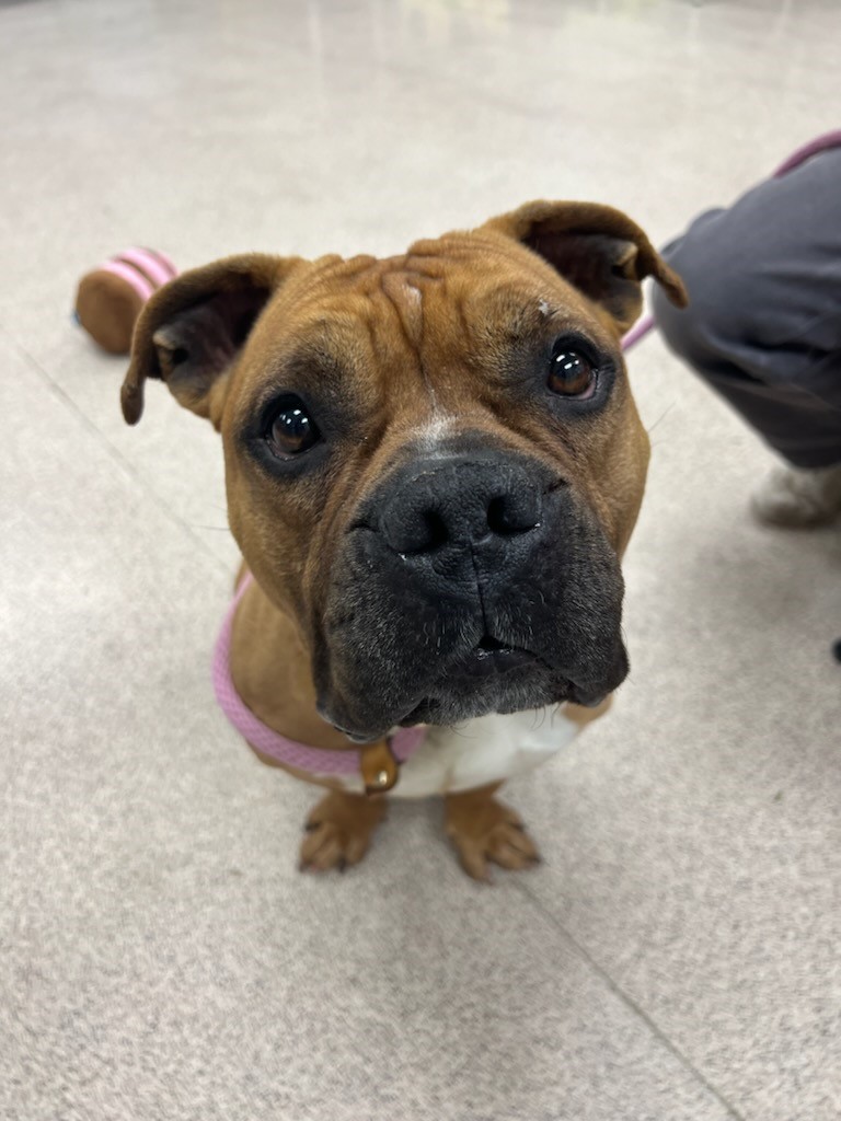 Mel, an adoptable mixed breed in Teterboro, NJ image 5/6