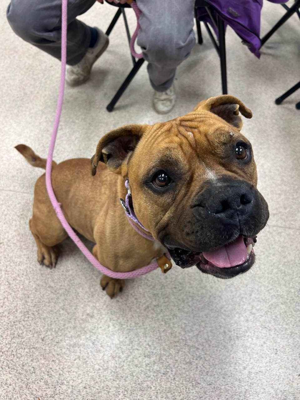 Mel, an adoptable mixed breed in Teterboro, NJ image 6/6