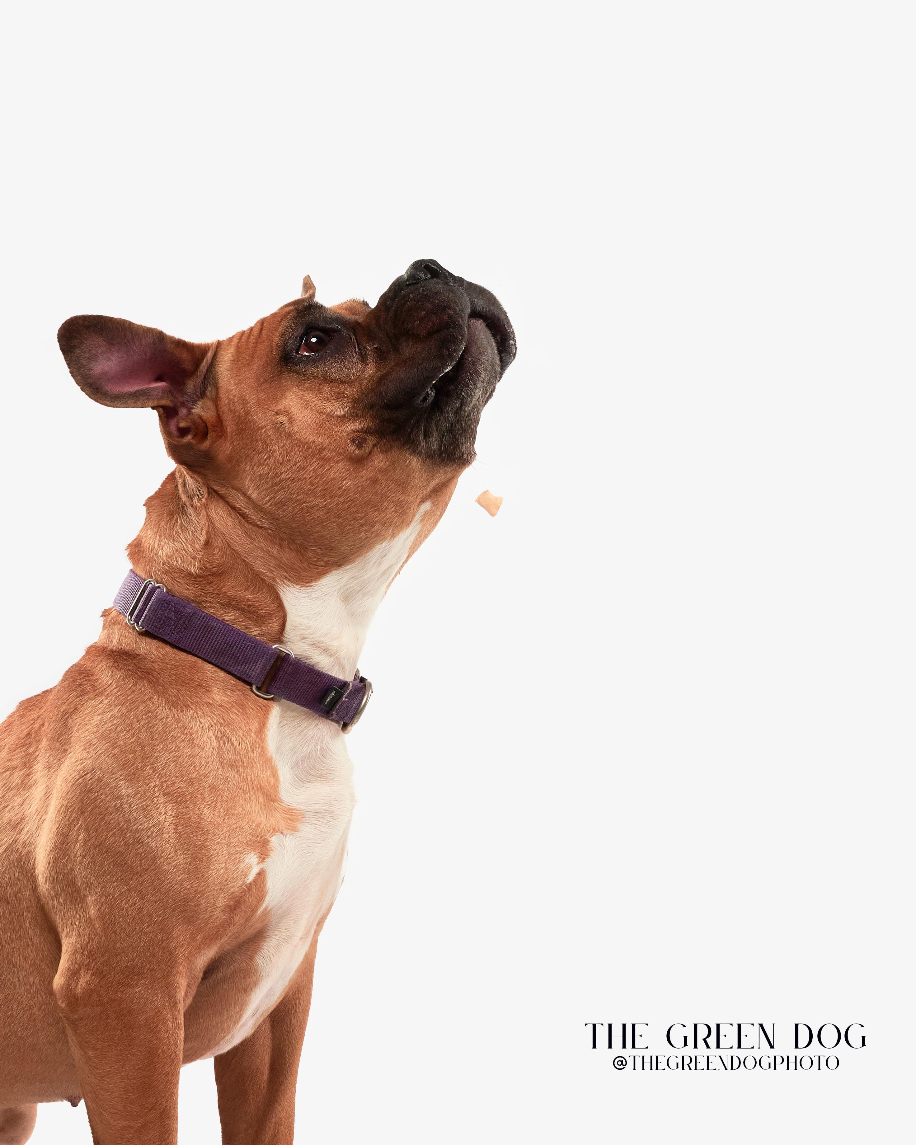 Mel, an adoptable mixed breed in Teterboro, NJ image 4/6