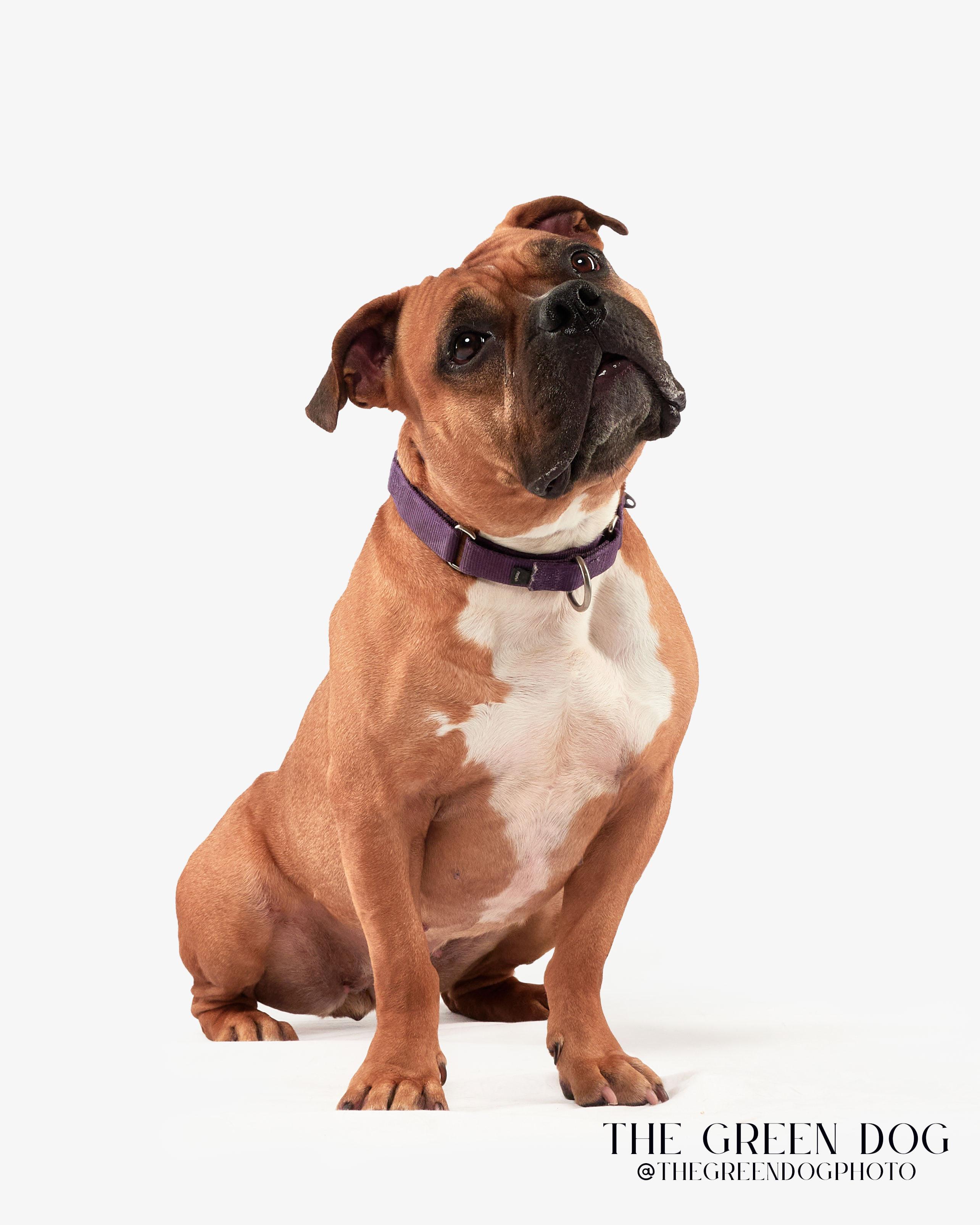 Mel, an adoptable mixed breed in Teterboro, NJ image 1/6