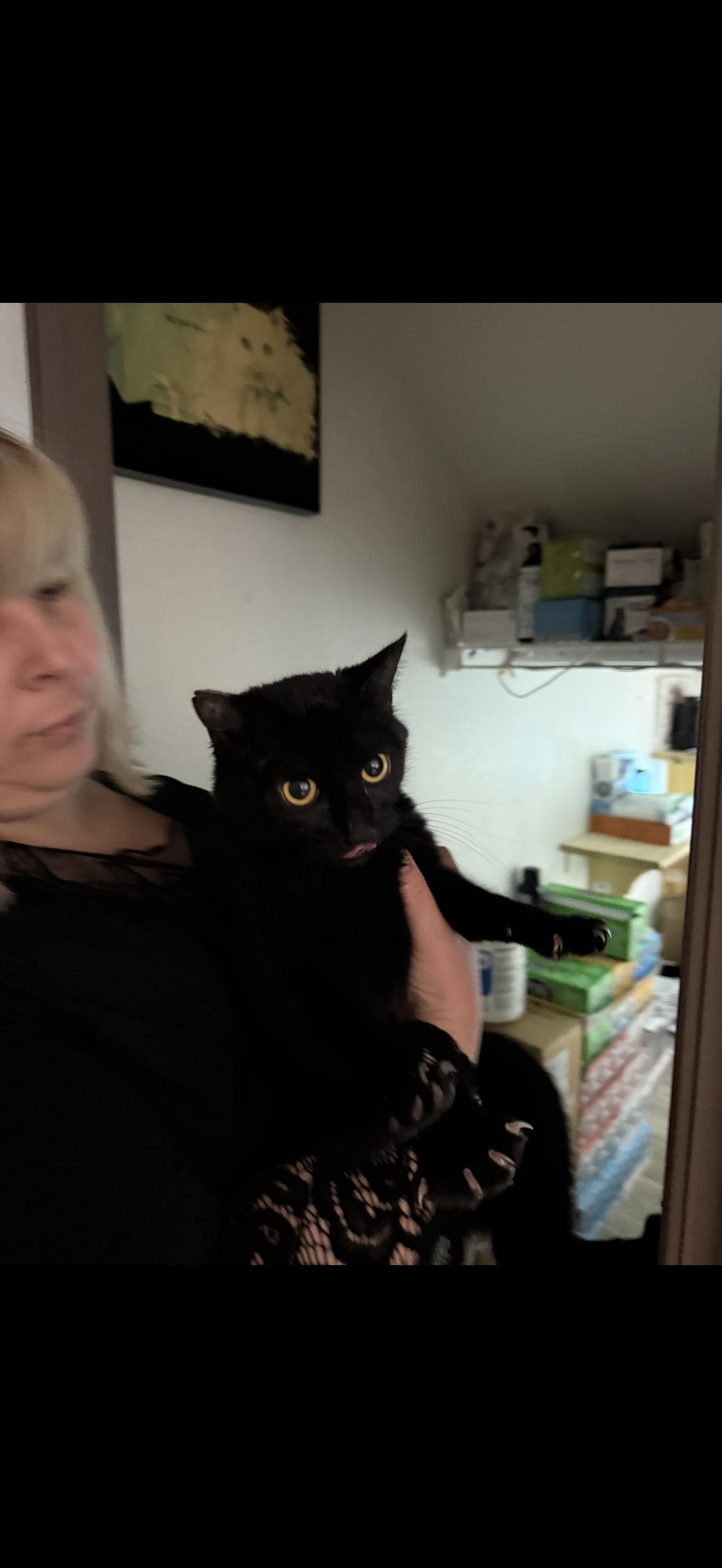 Enlarge Cookie Crumbs , a ADOPTABLE mixed breed in Las Vegas, NV image 2/2