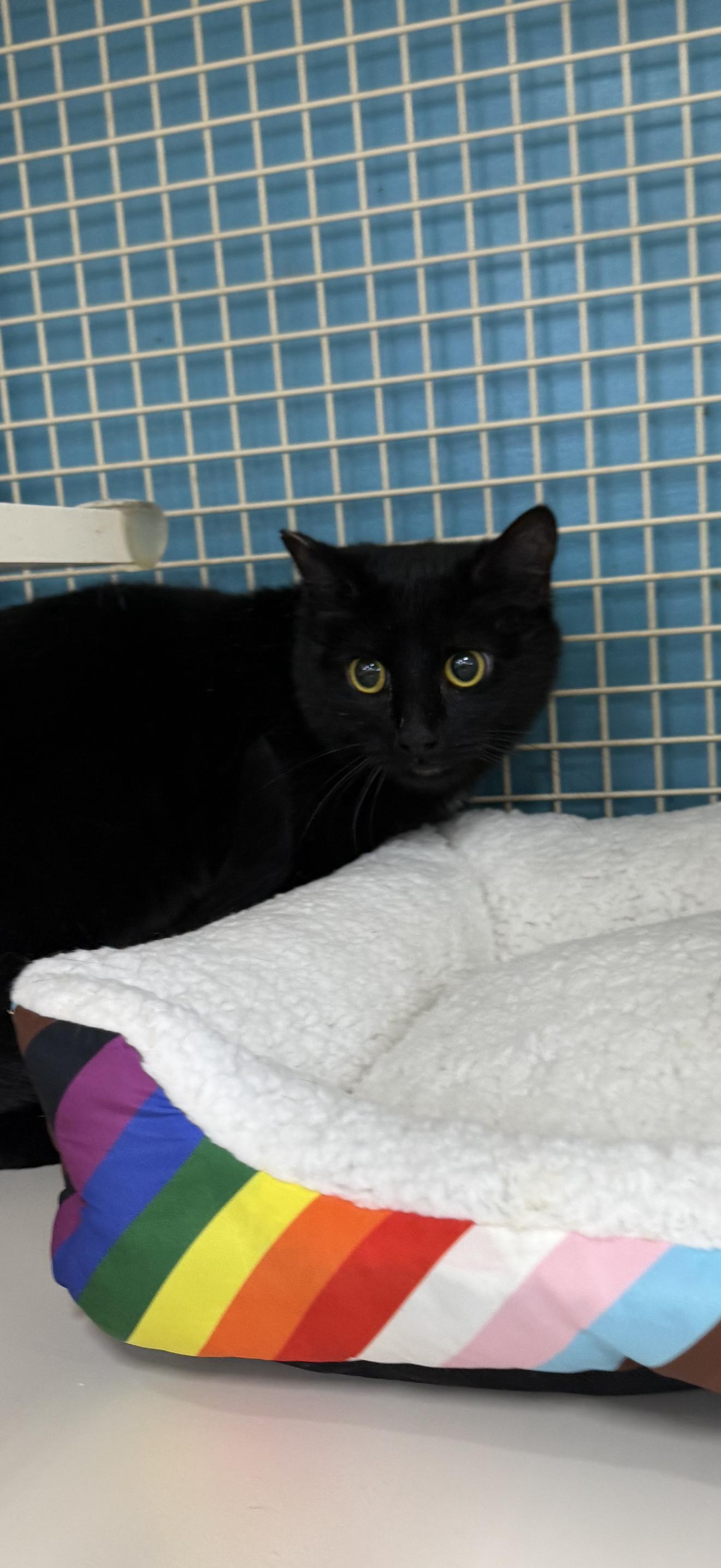 Enlarge Cookie Crumbs , a ADOPTABLE mixed breed in Las Vegas, NV image 1/2