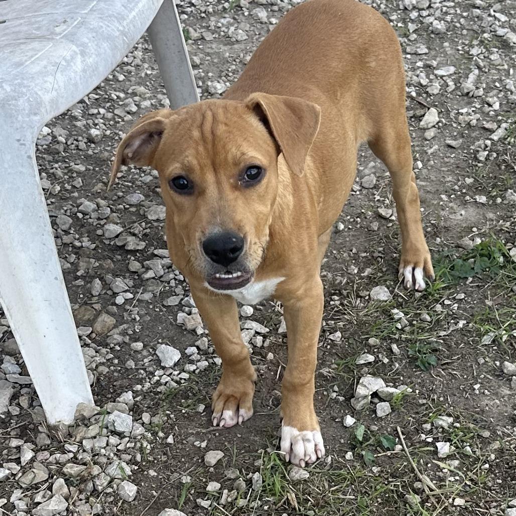 Bonnie, Adoptable, Puppy Female Black Mouth Cur & Pit Bull Terrier.
