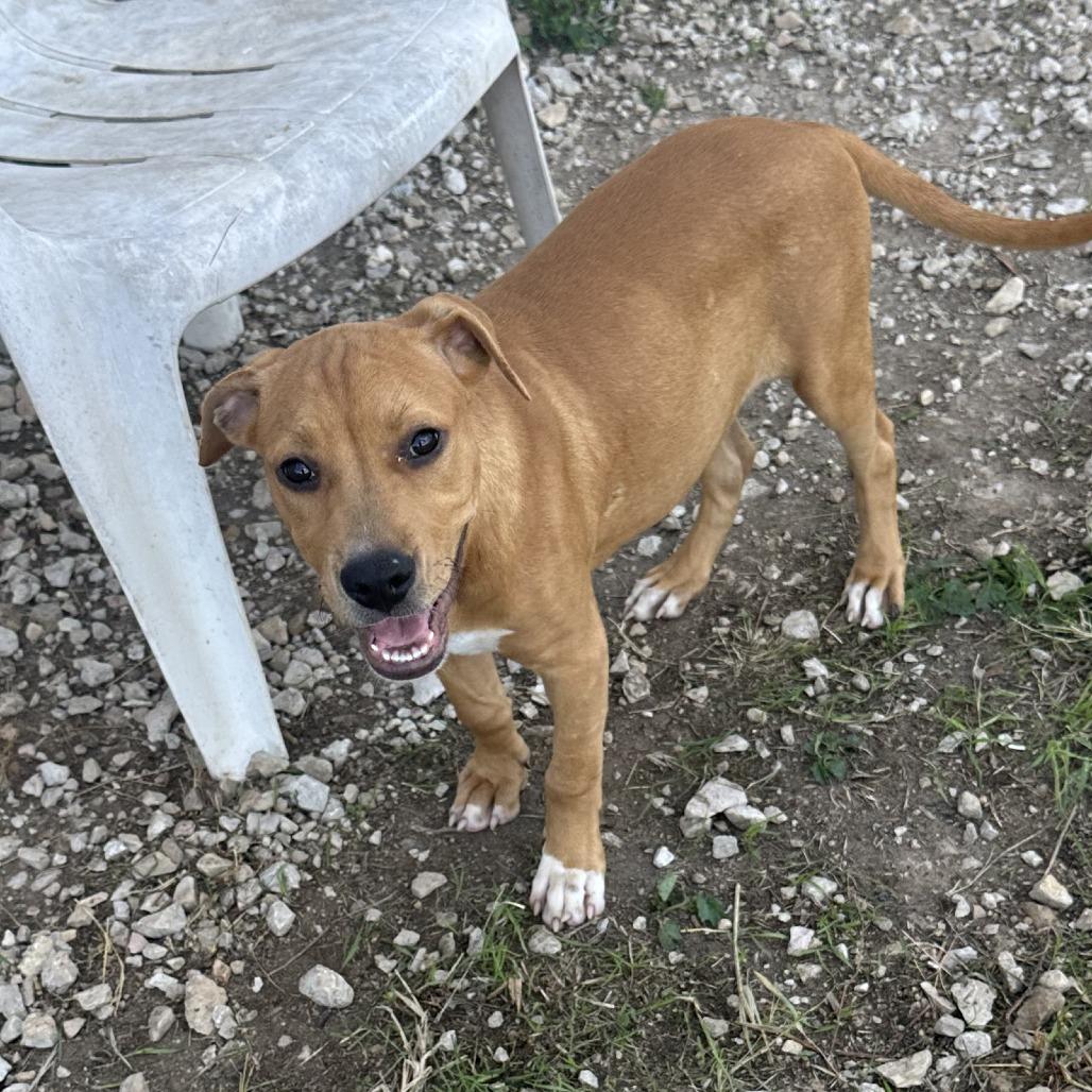 Enlarge Bonnie, a Adoptable mixed breed in San Saba, TX image 2/3