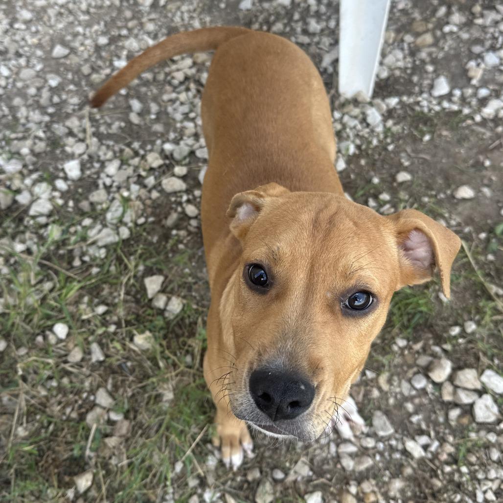 Enlarge Bonnie, a Adoptable mixed breed in San Saba, TX image 3/3