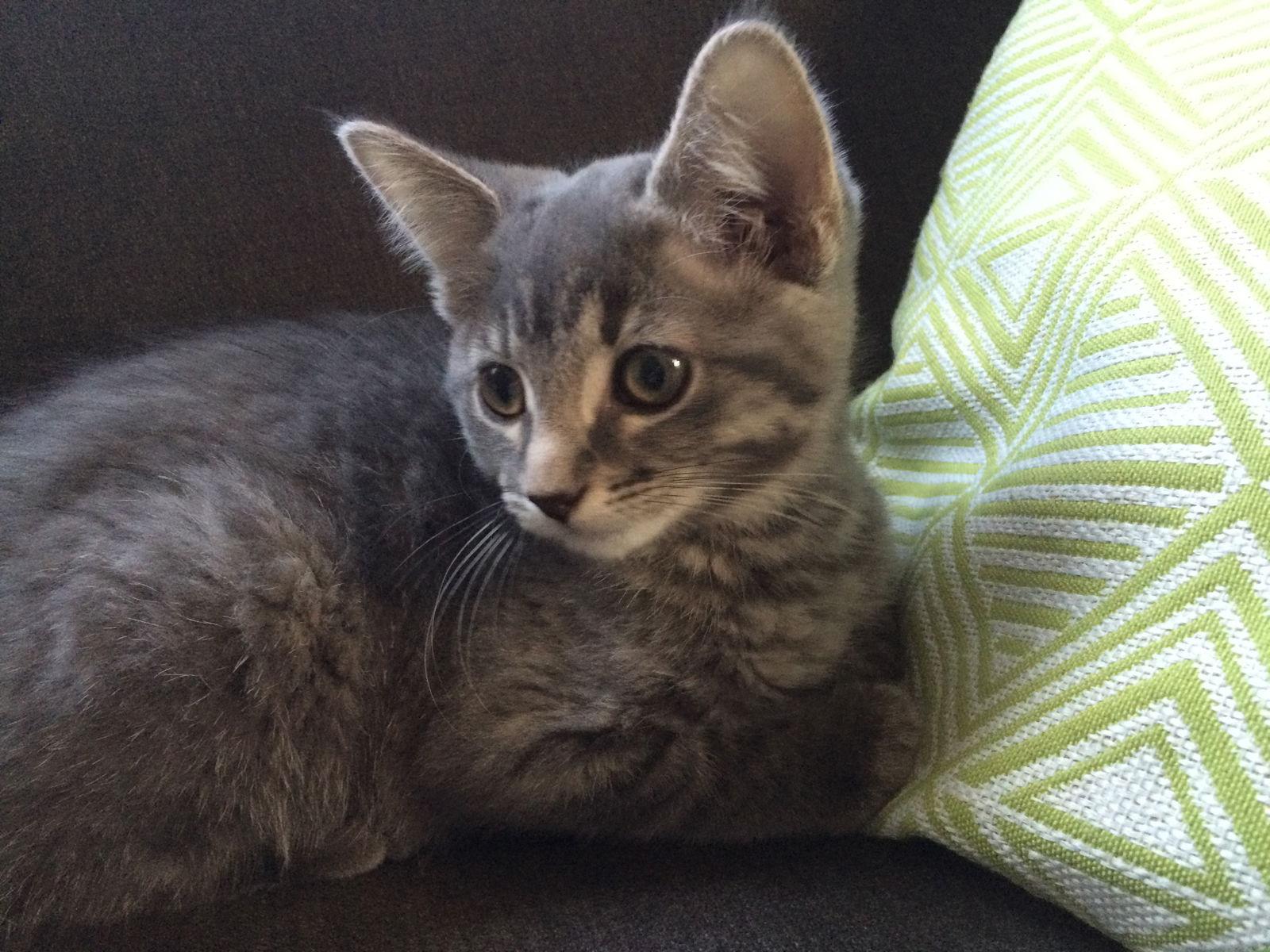 Enlarge Kermit, a Adopted Domestic Short Hair in Minneapolis, MN image 1/3