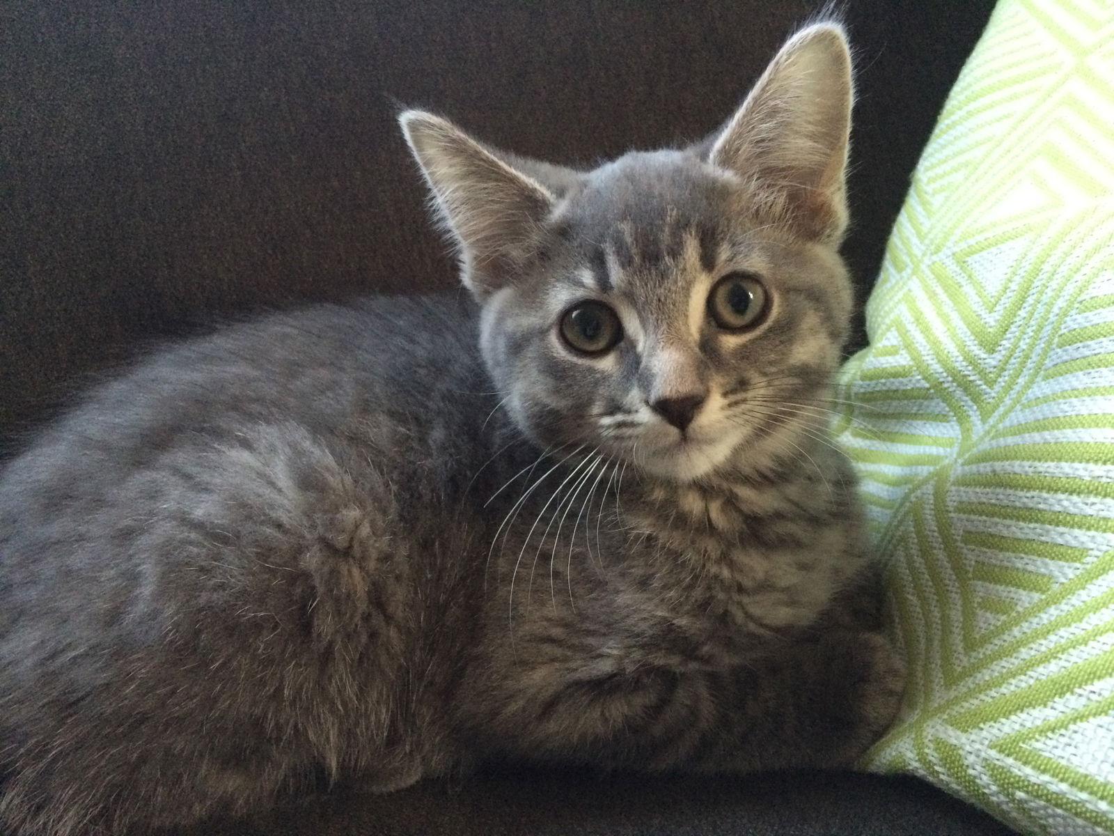 Enlarge Kermit, a Adopted Domestic Short Hair in Minneapolis, MN image 2/3