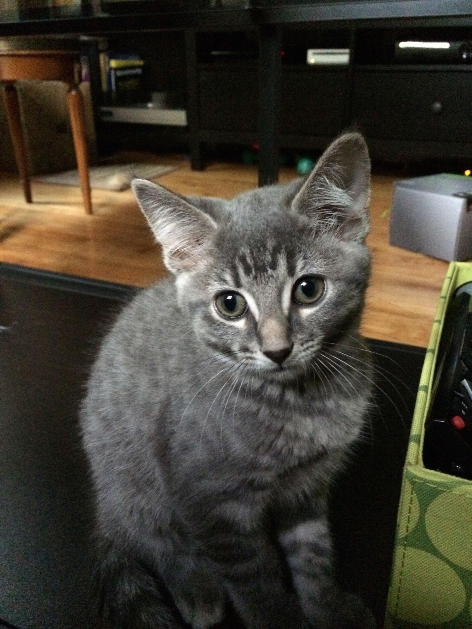 Enlarge Kermit, a Adopted Domestic Short Hair in Minneapolis, MN image 3/3