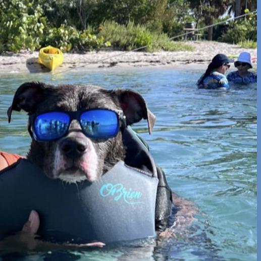 Bella, Adoptable, Senior Female American Bulldog & Mixed Breed.
