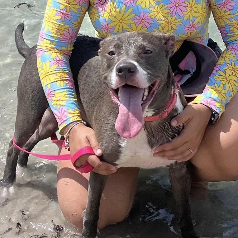 Bella, a Adoptable mixed breed in West Palm Beach, FL image 2/6