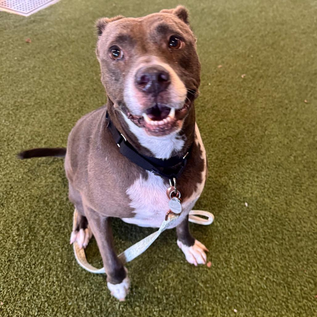 Bella, a Adoptable mixed breed in West Palm Beach, FL image 4/6