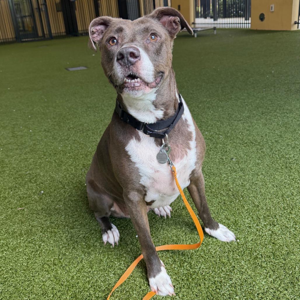 Bella, a Adoptable mixed breed in West Palm Beach, FL image 5/6