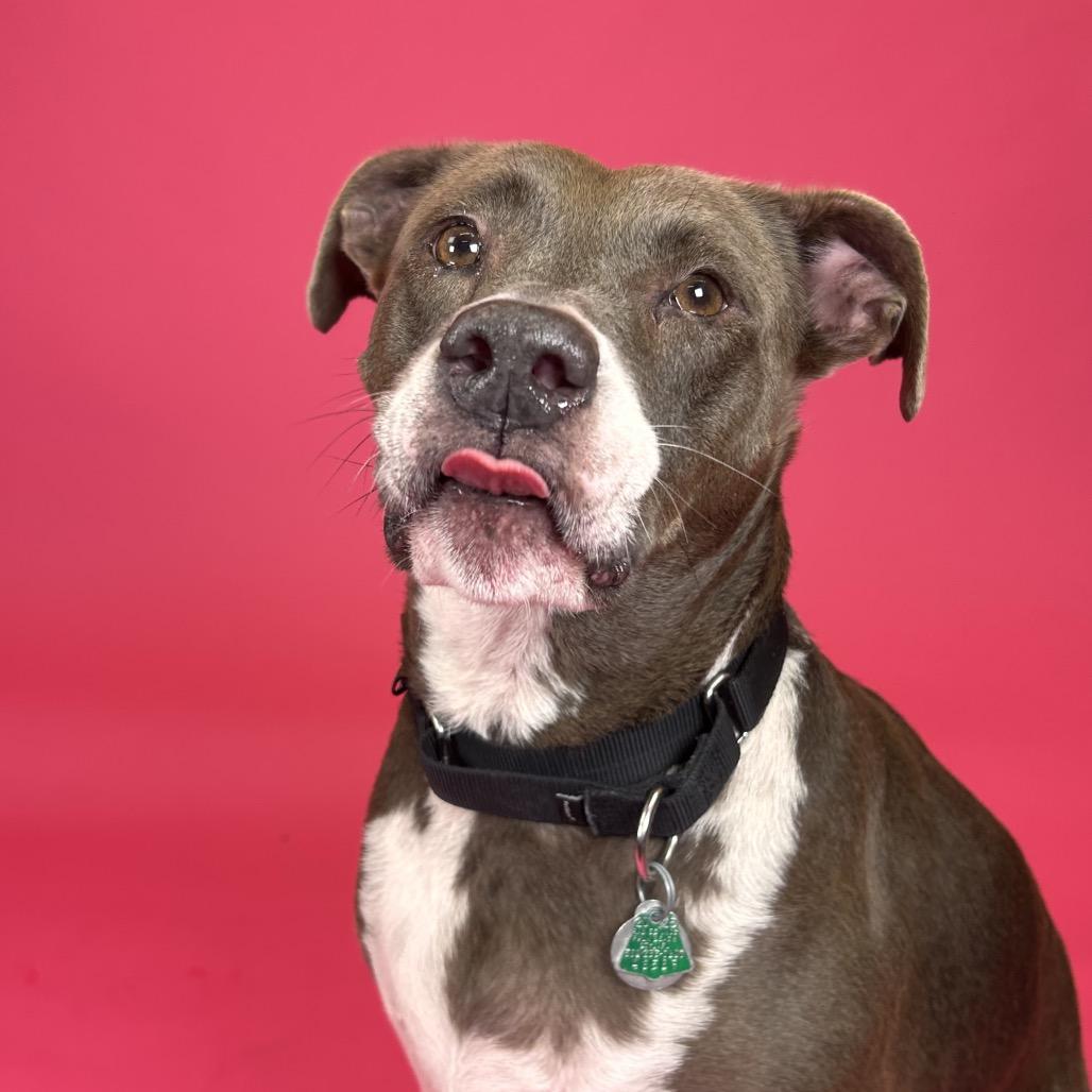 Bella, a Adoptable mixed breed in West Palm Beach, FL image 6/6
