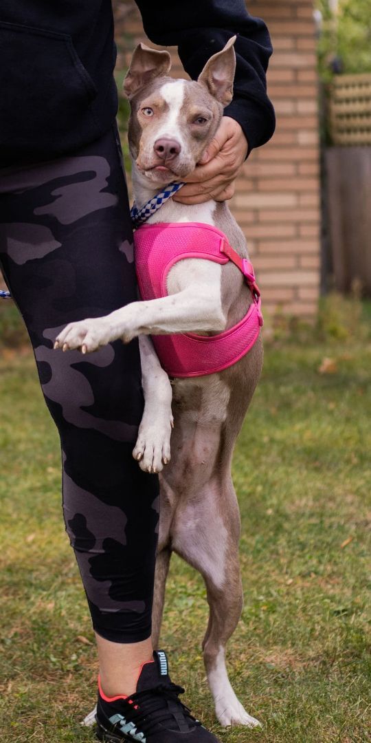 Bougie, a Adoptable mixed breed in Minneapolis, MN image 3/12