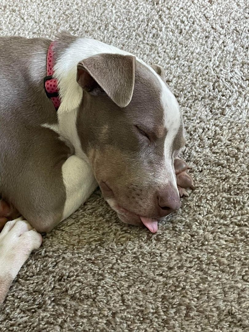 Bougie, a Adoptable mixed breed in Minneapolis, MN image 4/12