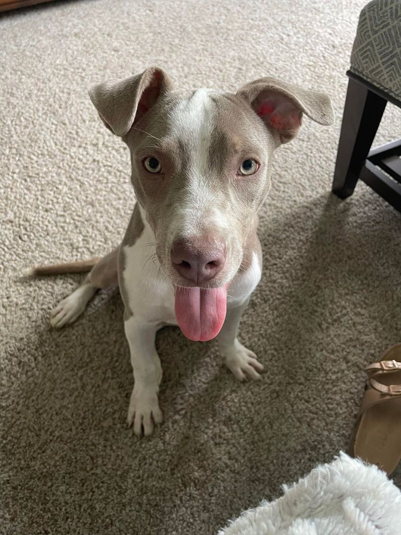 Bougie, a Adoptable mixed breed in Minneapolis, MN image 6/12