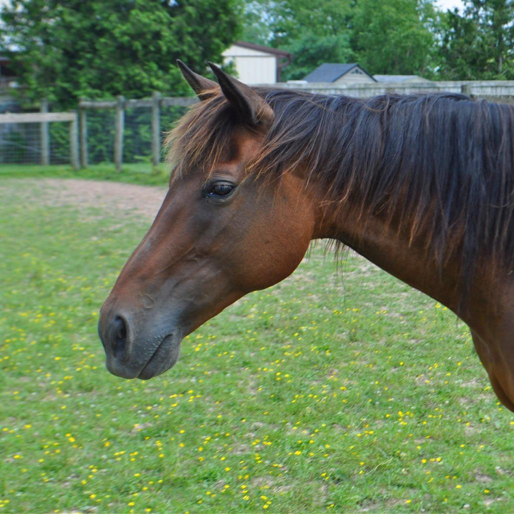Enlarge Maple Stirrup, a Adoptable Quarterhorse in Quakertown, PA image 2/6