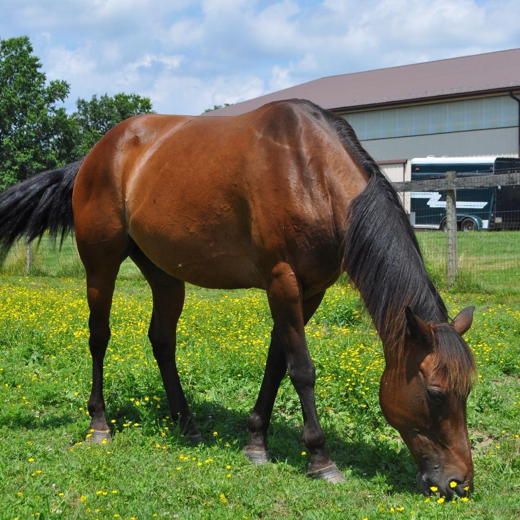Maple Stirrup, a Adoptable Quarterhorse in Quakertown, PA image 2/6
