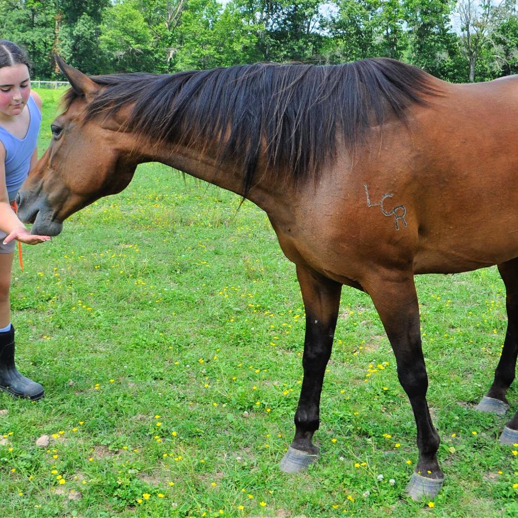 Maple Stirrup, a Adoptable Morgan in Quakertown, PA image 3/6