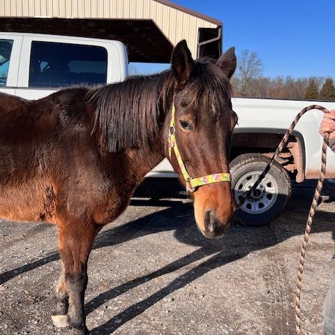 Maple Stirrup, a Adoptable Quarterhorse in Quakertown, PA image 3/6