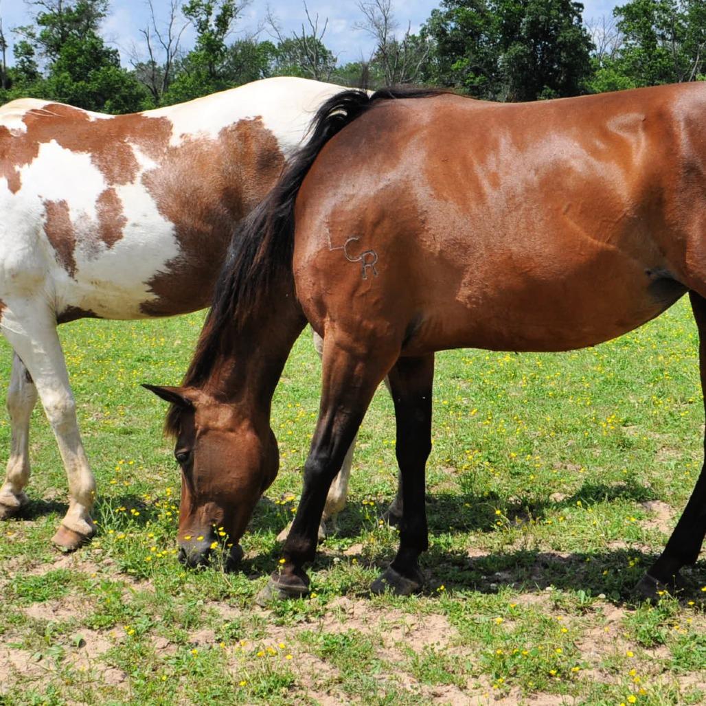 Enlarge Maple Stirrup, a Adoptable Quarterhorse in Quakertown, PA image 4/6