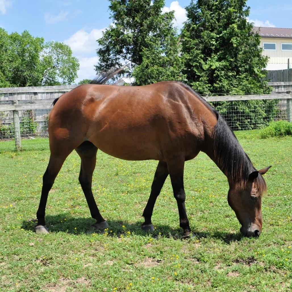 Enlarge Maple Stirrup, a Adoptable Quarterhorse in Quakertown, PA image 5/6