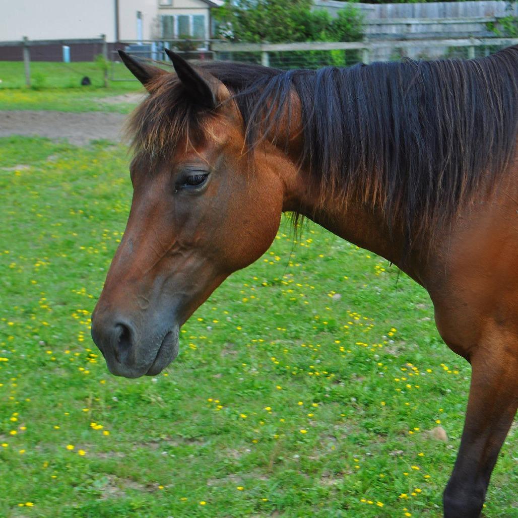 Enlarge Maple Stirrup, a Adoptable Quarterhorse in Quakertown, PA image 6/6