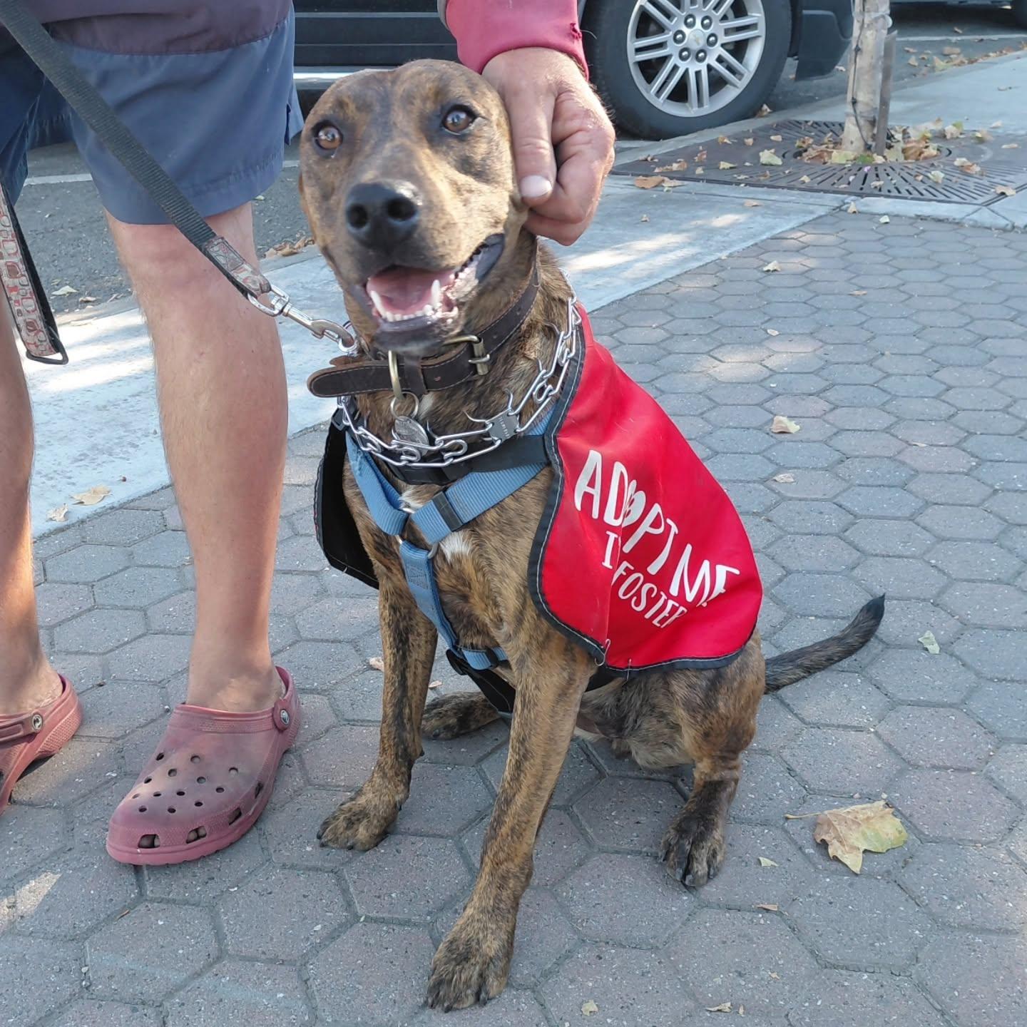 Enlarge Sage, a Adoptable mixed breed in Hollister, CA image 1/6