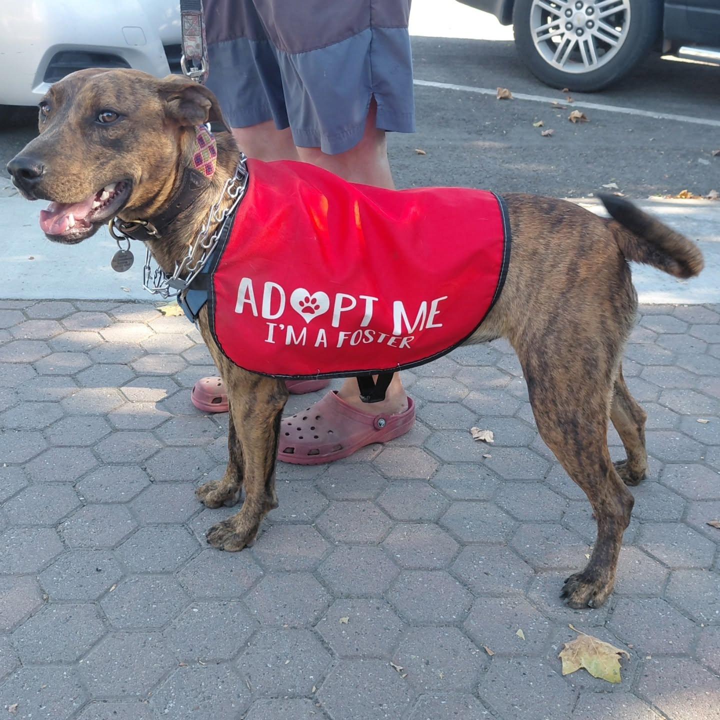 Enlarge Sage, a Adoptable mixed breed in Hollister, CA image 4/6