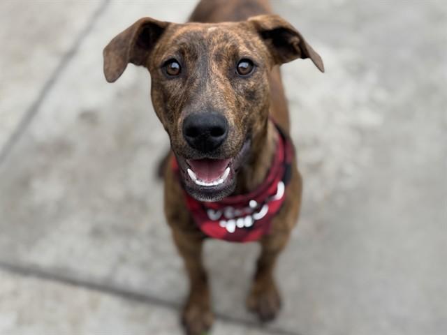 Enlarge Sage, a Adoptable mixed breed in Hollister, CA image 3/6