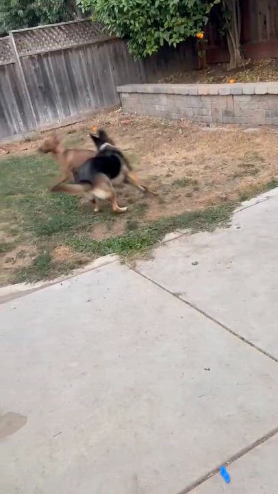 Enlarge Sage, a Adoptable mixed breed in Hollister, CA video 5/6
