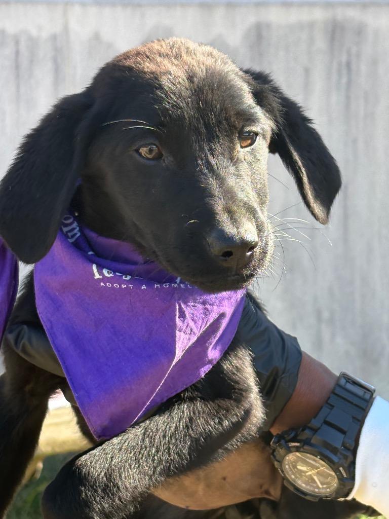 Enlarge Becky, a Adopted Labrador Retriever in Effingham, SC image 1/1