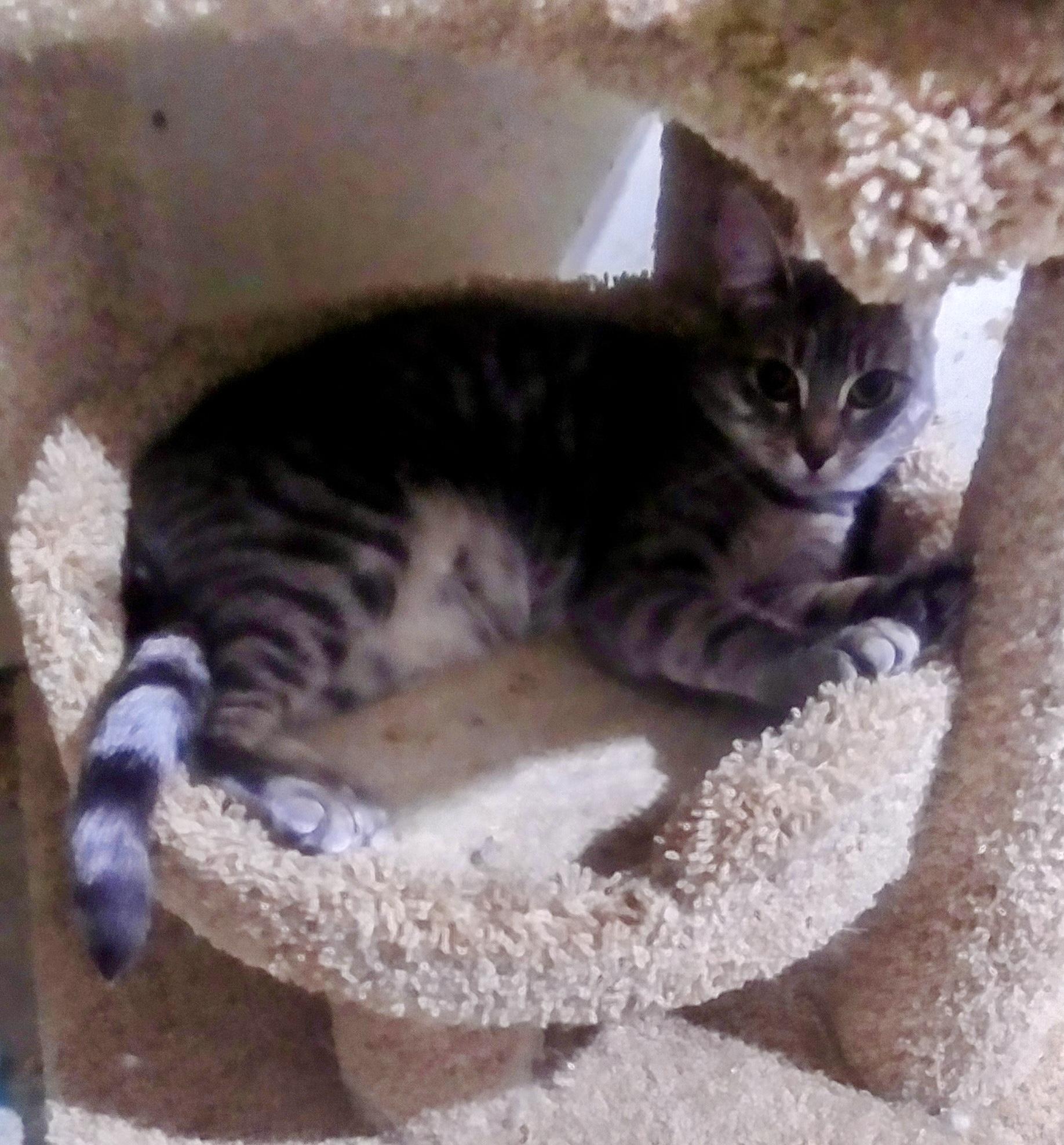 Enlarge Freya, a Adoptable mixed breed in Bothell, WA image 1/1