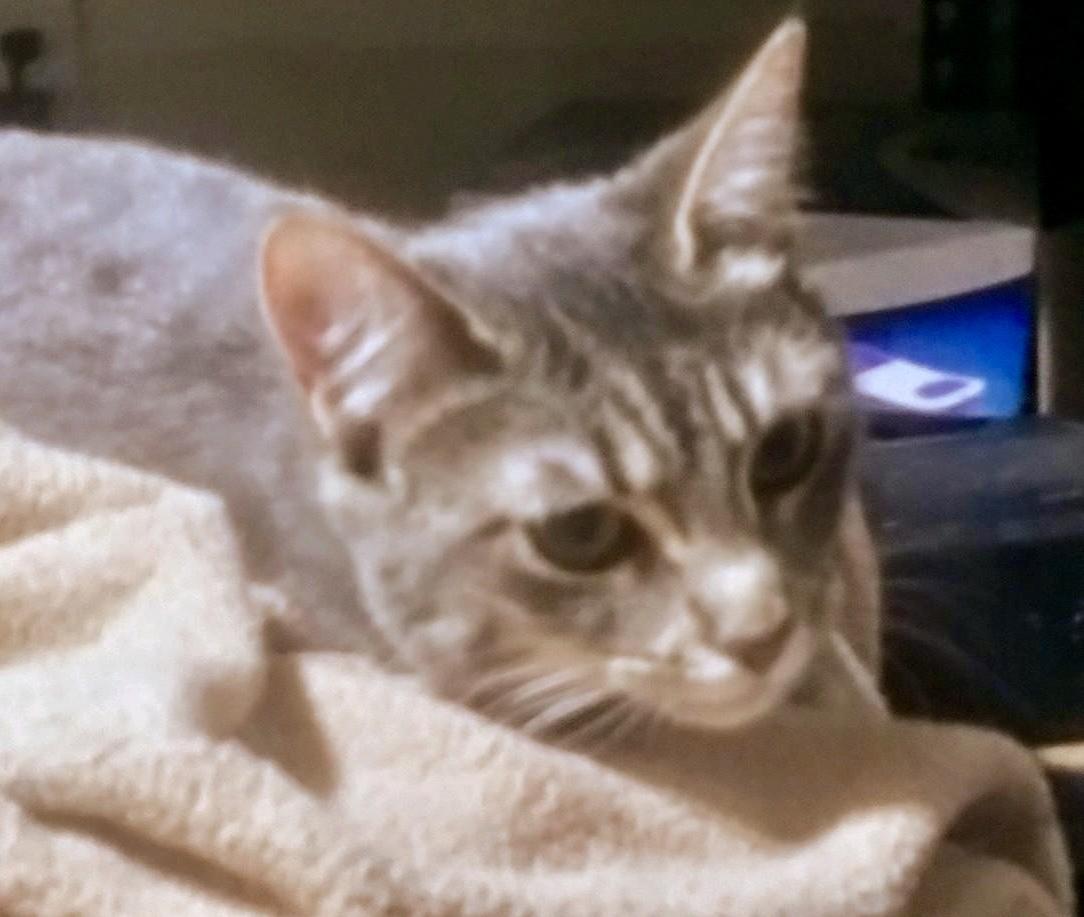 Enlarge Freya - sweet, a Adoptable mixed breed in Bothell, WA image 1/6