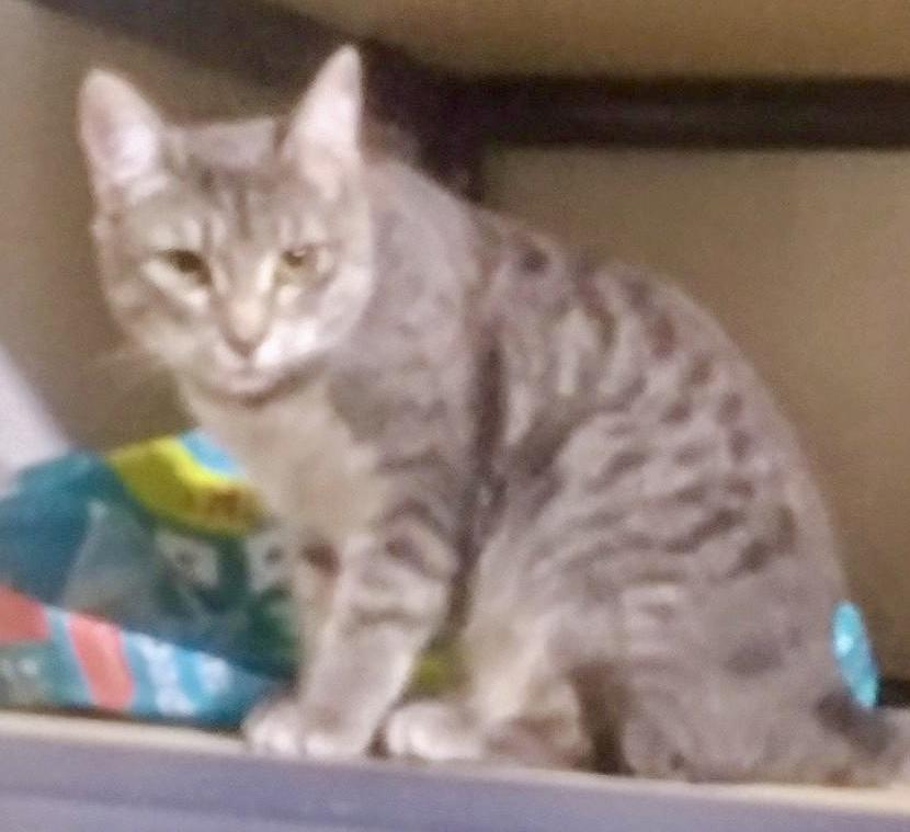 Enlarge Freya - sweet, a Adoptable mixed breed in Bothell, WA image 2/6