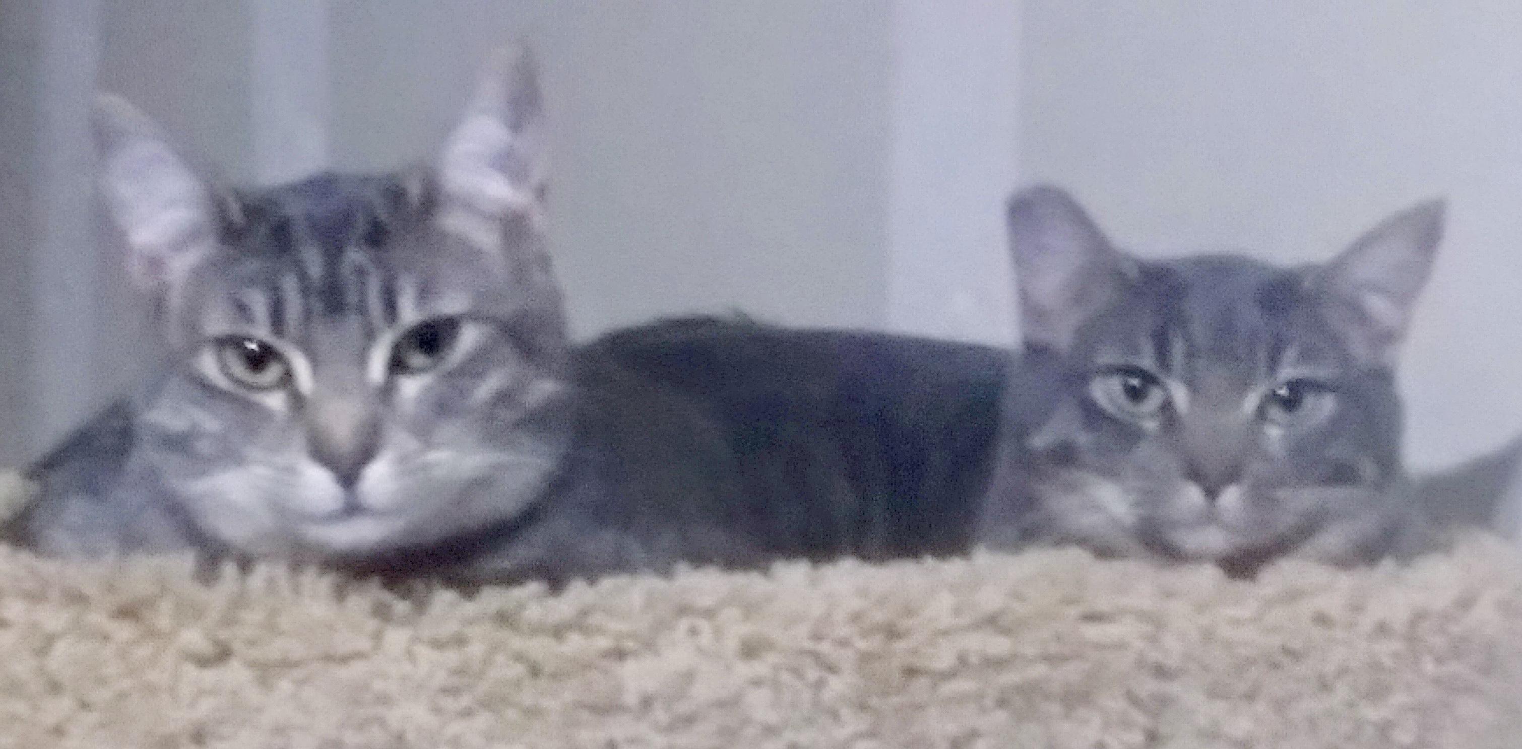 Freya friends with Clove, a Adoptable mixed breed in Bothell, WA image 2/2