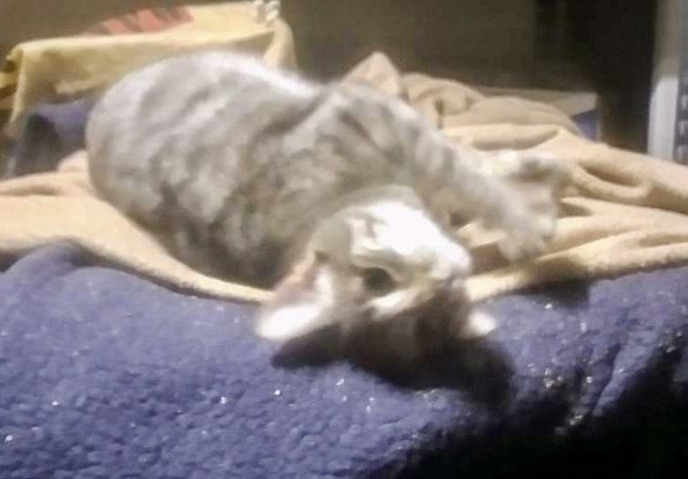 Enlarge Freya - sweet, a Adoptable mixed breed in Bothell, WA image 3/6