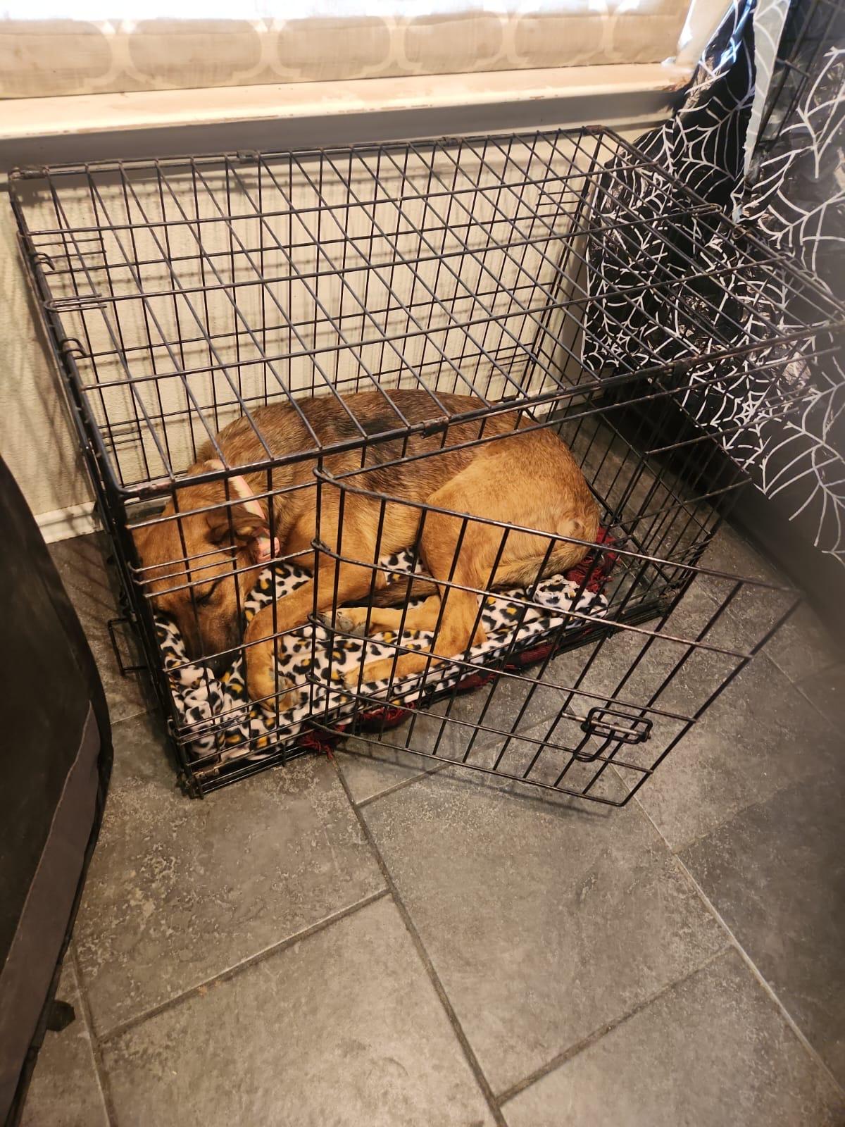 Enlarge Tracy - Tramp, a Adoptable mixed breed in San Antonio, TX image 2/5